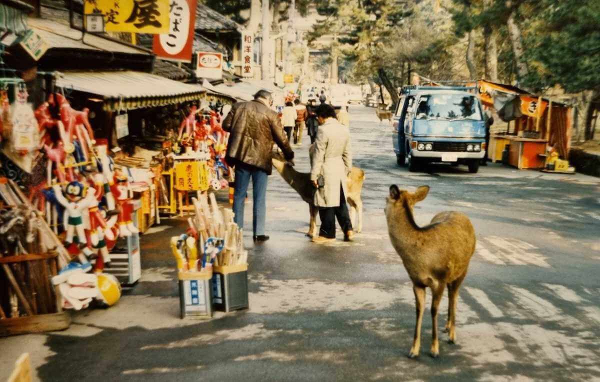 My dad feeding a deer at Nara